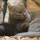 Illustration for article titled ZOMG BABY JAGUARUNDI!!!